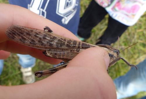 Réf. 217 873 : Locusta migratoria